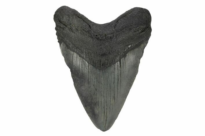 Fossil Megalodon Tooth - South Carolina #248532